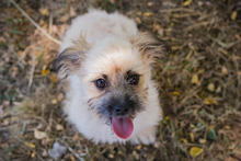 TOFFIE, Hund, Mischlingshund in Kroatien - Bild 5
