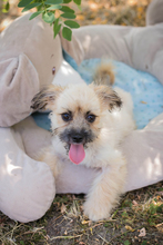 TOFFIE, Hund, Mischlingshund in Kroatien - Bild 6