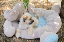 TOFFIE, Hund, Mischlingshund in Kroatien - Bild 7