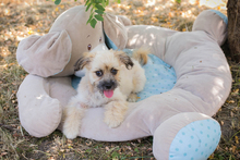 TOFFIE, Hund, Mischlingshund in Kroatien - Bild 8