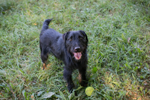 CHIPNR231920, Hund, Terrier-Mix in Kroatien - Bild 1