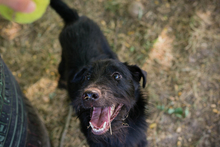 CHIPNR231920, Hund, Terrier-Mix in Kroatien - Bild 2