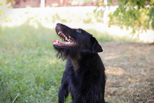 CHIPNR231920, Hund, Terrier-Mix in Kroatien - Bild 3