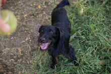 CHIPNR231920, Hund, Terrier-Mix in Kroatien - Bild 5