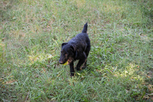 CHIPNR231920, Hund, Terrier-Mix in Kroatien - Bild 6