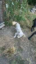 DONCAMILLO, Hund, Mischlingshund in Rumänien - Bild 1