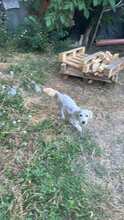 DONCAMILLO, Hund, Mischlingshund in Rumänien - Bild 2