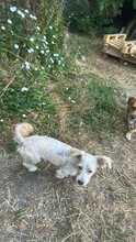 DONCAMILLO, Hund, Mischlingshund in Rumänien - Bild 3