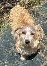 DONCAMILLO, Hund, Mischlingshund in Rumänien - Bild 4