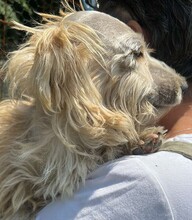 DONCAMILLO, Hund, Mischlingshund in Rumänien - Bild 5