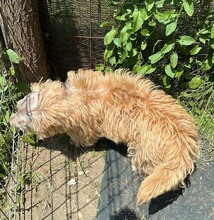 DONCAMILLO, Hund, Mischlingshund in Rumänien - Bild 6