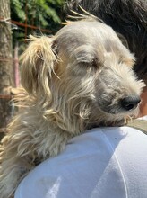 DONCAMILLO, Hund, Mischlingshund in Rumänien - Bild 7
