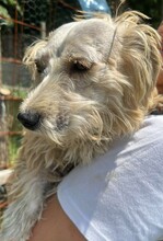 DONCAMILLO, Hund, Mischlingshund in Rumänien - Bild 8