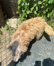 DONCAMILLO, Hund, Mischlingshund in Rumänien - Bild 9