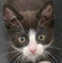 FLORA, Katze, Hauskatze in Ungarn