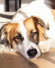 CHOPPA, Hund, Mischlingshund in Hamburg