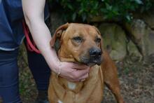 FREEBIE, Hund, Mischlingshund in Italien