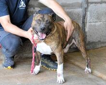 DURGESH, Hund, Molosser in Italien