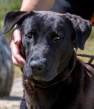 DIEGO, Hund, Mischlingshund in Portugal