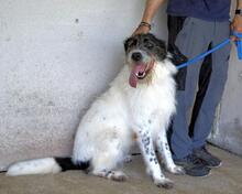 BAHUL, Hund, Mischlingshund in Italien