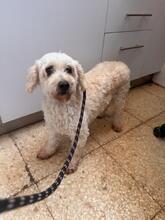 COPITODENIEVE, Hund, Malteser in Handeloh