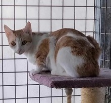 FELIZIA, Katze, Europäisch Kurzhaar in Spanien