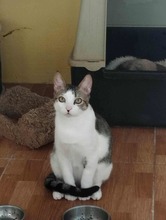 NICOLAS, Katze, Europäisch Kurzhaar in Spanien