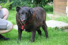 XOX, Hund, Mischlingshund in Großröhrsdorf