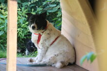SORANA, Hund, Mischlingshund in Großröhrsdorf