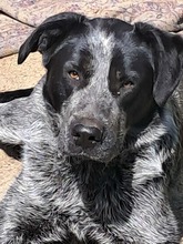 BERTA, Hund, Mischlingshund in Rumänien