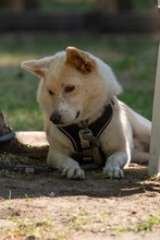 HERMES, Hund, Mischlingshund in Westerau