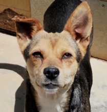 SOPHIE, Hund, Mischlingshund in Italien