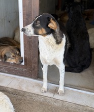 SELINI, Hund, Mischlingshund in Rumänien