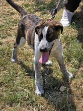 AMIRA, Hund, Mischlingshund in Bulgarien