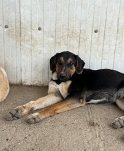 SHERLOCK, Hund, Mischlingshund in Rumänien