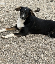 SEPPL, Hund, Mischlingshund in Rumänien