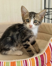 KERRY, Katze, Europäisch Kurzhaar in Hamburg