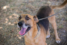 KÄSTNER, Hund, Deutscher Schäferhund-Mix in Kroatien