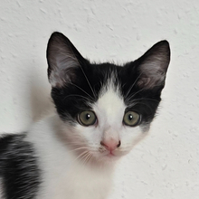 LAVENDER, Katze, Hauskatze in Ungarn