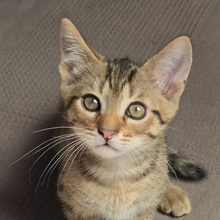 TWIG, Katze, Hauskatze in Ungarn