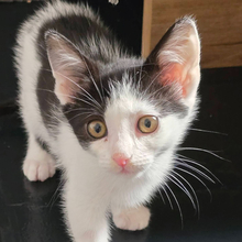 POPPY, Katze, Hauskatze in Ungarn