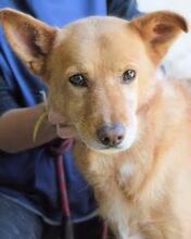 DEEPAK, Hund, Mischlingshund in Italien