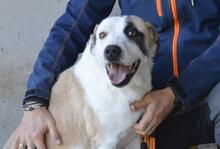 DAYRA, Hund, Mischlingshund in Italien