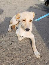 BENJI, Hund, Mischlingshund in Eilscheid