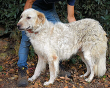 PINTURICCHIO, Hund, Maremmano-Mix in Italien