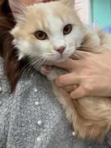 GABRIELO, Katze, Europäisch Kurzhaar in Langenhagen