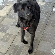 INK, Hund, Mischlingshund in Rumänien