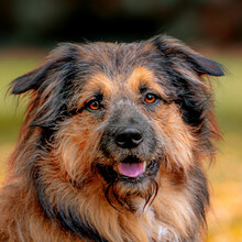 SLY, Hund, Briard-Mix in Lauf