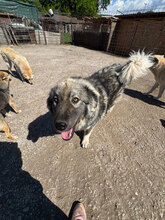 MANJA, Hund, Herdenschutzhund in Rumänien