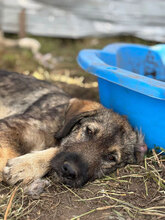 MANJA, Hund, Mischlingshund in Rumänien